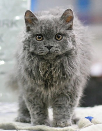 Nille ihmettelee Heikki Siltalan kameraa.